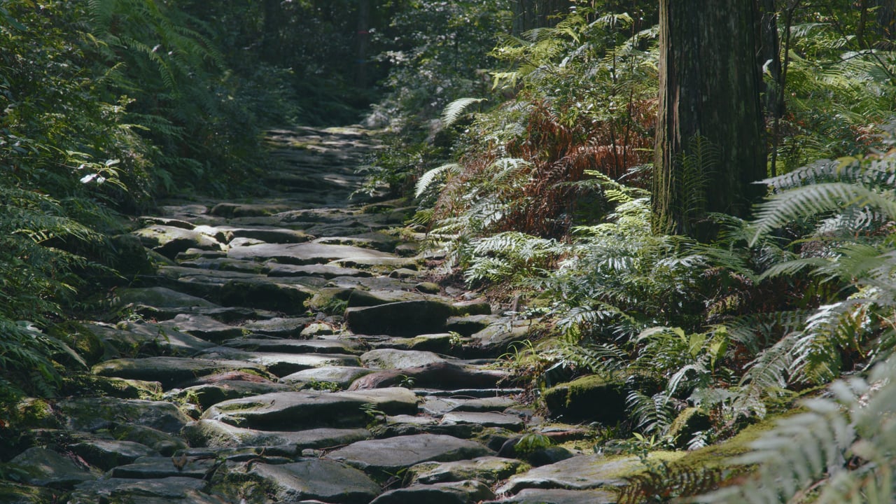 A moss-covered stone path through the Kumano Kodo forest